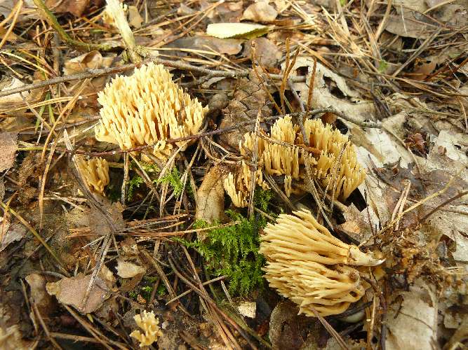 Ramaria stricta